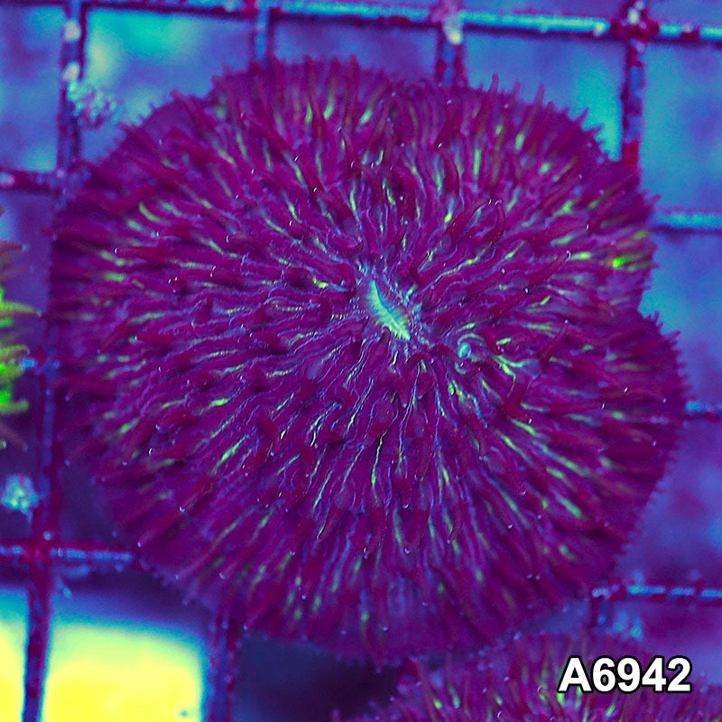 Item#A6942LW6942(S) WYSIWYG Indo Ultra Diaseris Plate