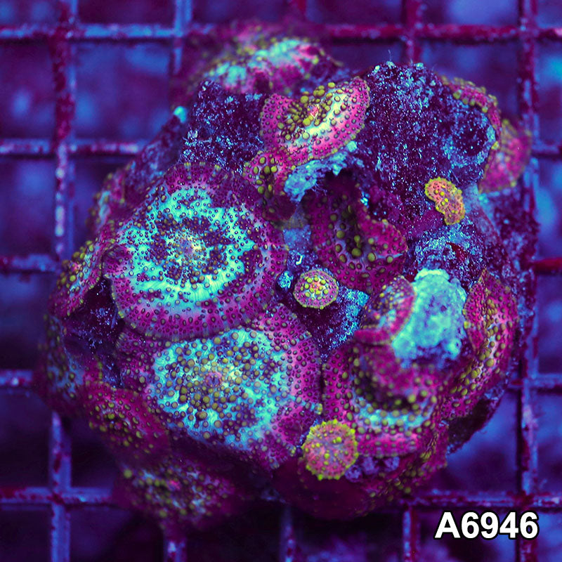 Item#A6946LW6946(S) WYSIWYG Indo Ultra Unique Lava Lamp Mushroom Colony