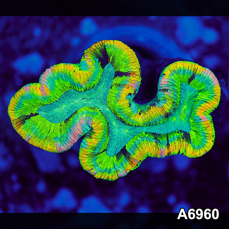 Item#A6960LW6960(S) WYSIWYG Aussie Rainbow Trachyphyllia