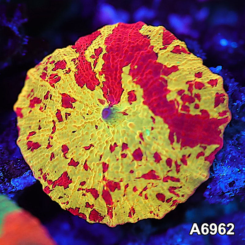 Item#A6962IN6962(S) WYSIWYG Indo Unique Jawbreaker Mushroom