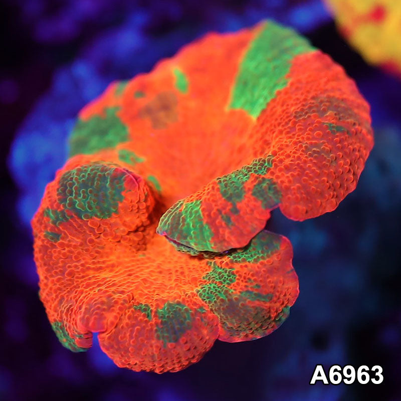 Item#A6963IN6963(S) WYSIWYG Indo Unique Jawbreaker Mushroom