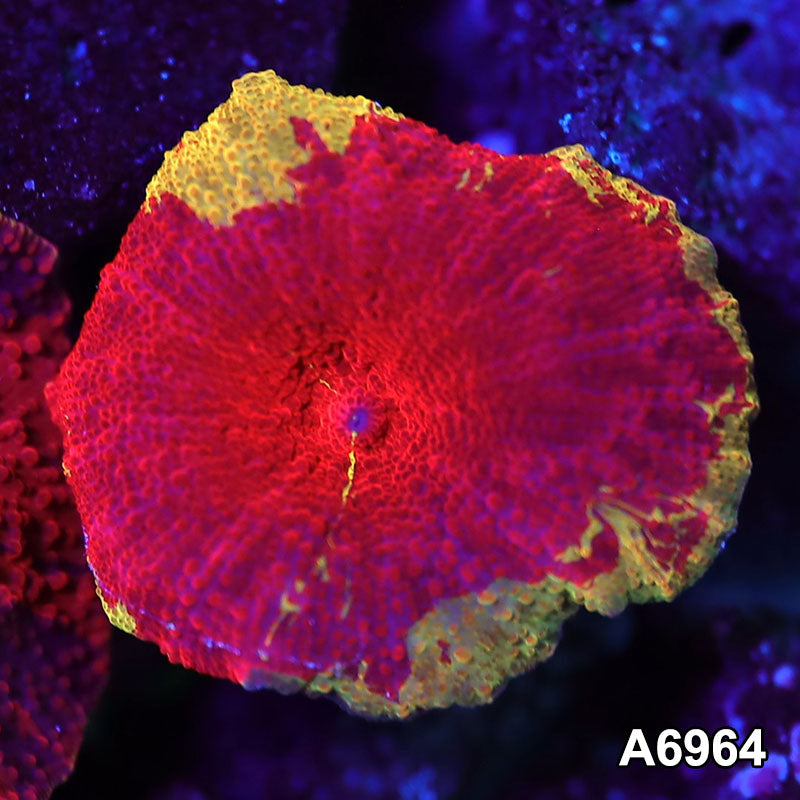 Item#A6964IN6964(S) WYSIWYG Indo Unique Jawbreaker Mushroom