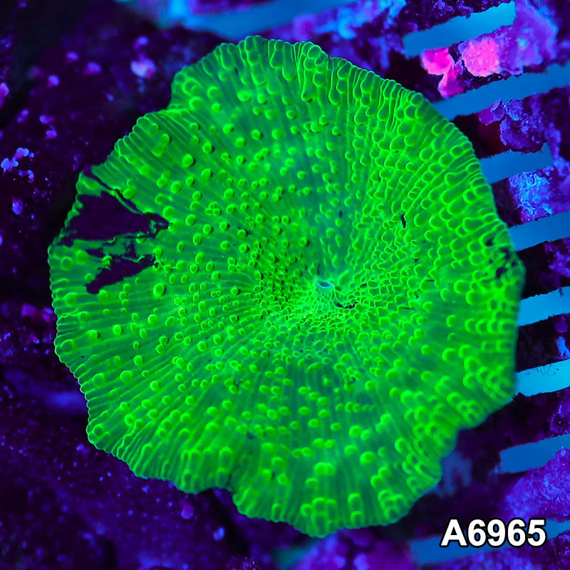 Item#A6965IN6965(S) WYSIWYG Aussie Ultra Kryptonite Mushroom