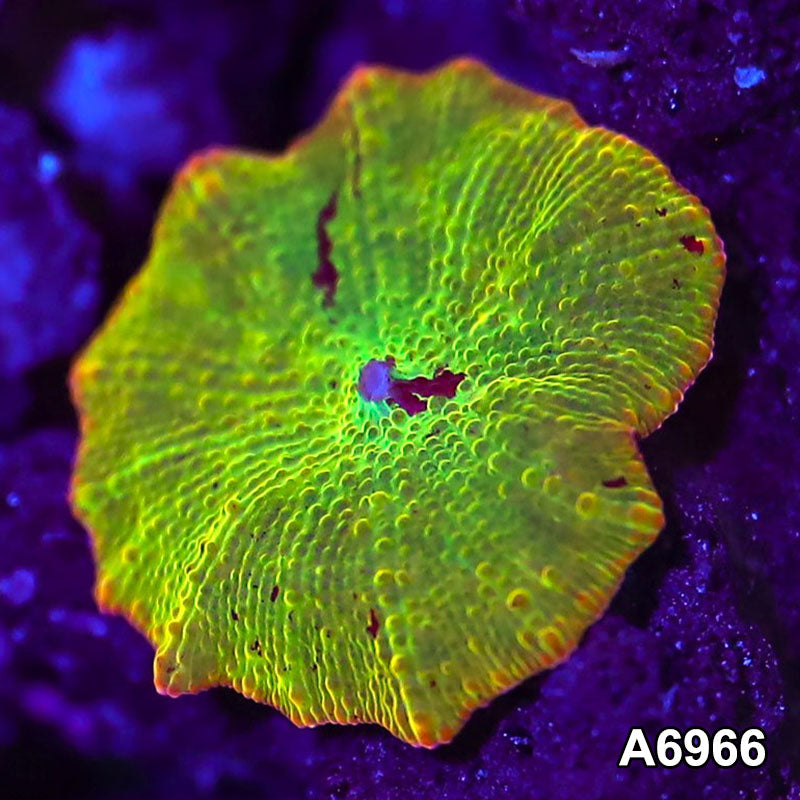 Item#A6966IN6966(S) WYSIWYG Indo Unique Jawbreaker Mushroom