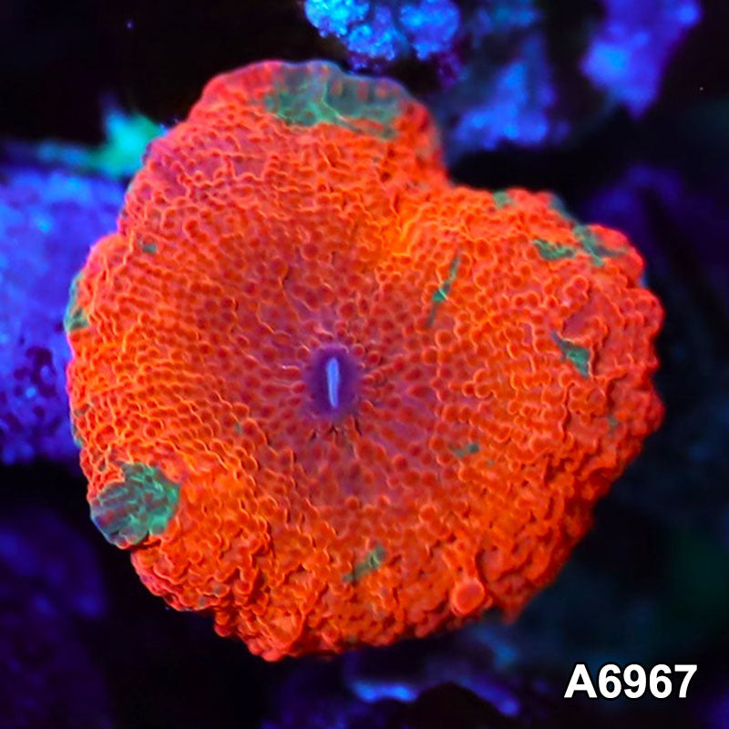 Item#A6967IN6967(S) WYSIWYG Indo Unique Jawbreaker Mushroom