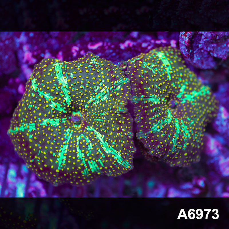 Item#A6973IN6973(S) WYSIWYG Indo Ultra Unique Mushrooms