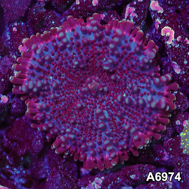 Item#A6974IN6974(S) WYSIWYG Indo Ultra Ricordea Yuma Mushroom