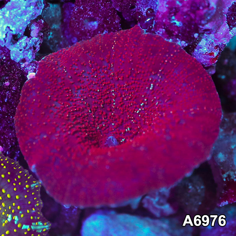 Item#A6976IN6976(S) WYSIWYG Indo Ultra Unique Discosoma Mushroom
