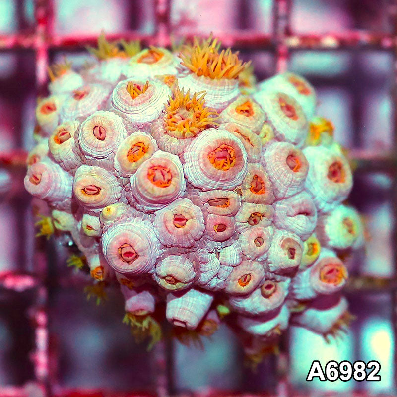 Item#A6982IN6982(S) WYSIWYG Aussie Ultra Tubastrea Sun Coral Colony