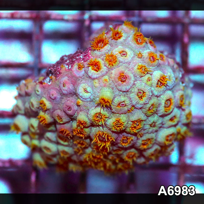 Item#A6983IN6983(S) WYSIWYG Aussie Ultra Tubastrea Sun Coral Colony