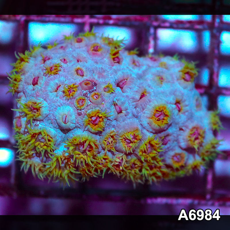 Item#A6984IN6984(S) WYSIWYG Aussie Ultra Tubastrea Sun Coral Colony