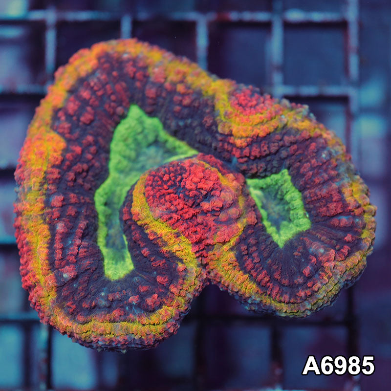 Item#A6985IN6985(S) WYSIWYG Aussie Rainbow Volcano Lobophyllia
