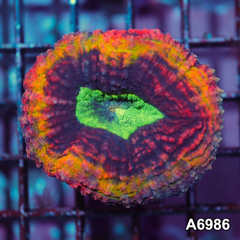 Item#A6986IN6986(S) WYSIWYG Aussie Rainbow Volcano Lobophyllia