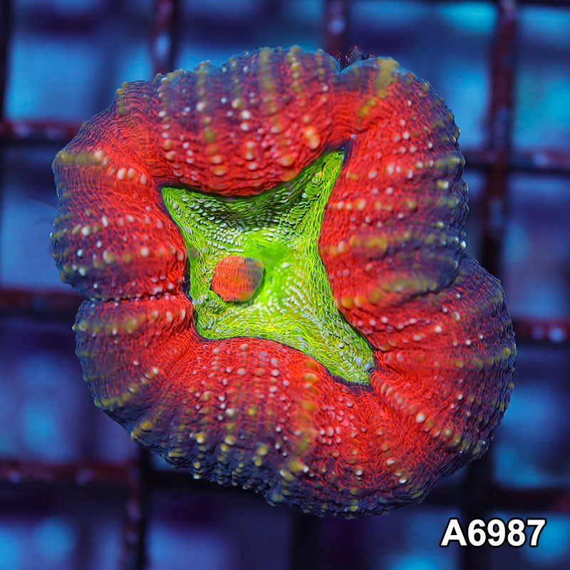 Item#A6987IN6987(S) WYSIWYG Aussie Ultra Lobophyllia