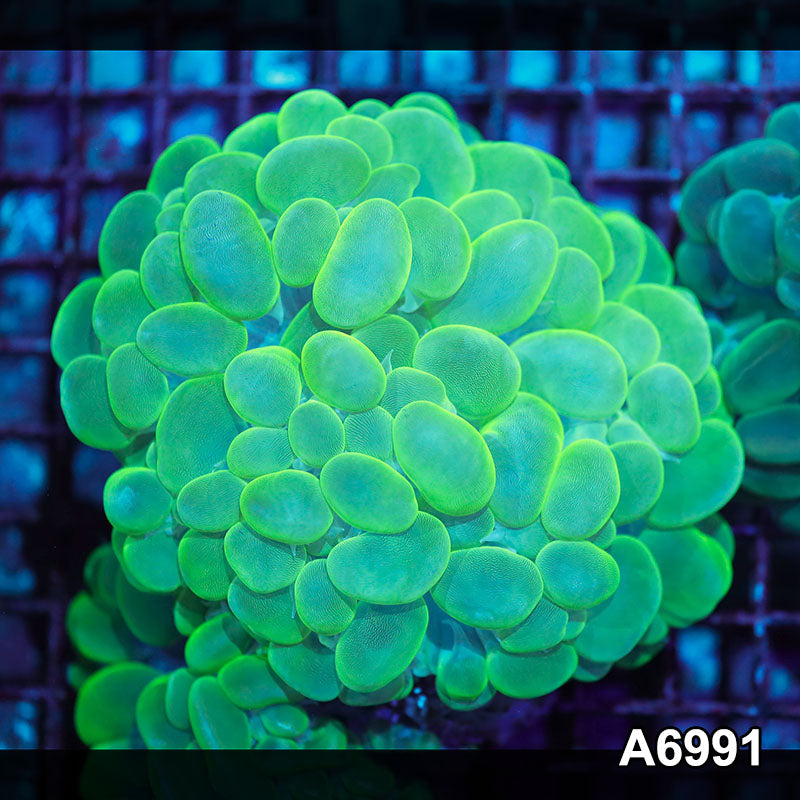 Item#A6991IN6991(M) WYSIWYG Indo Ultra Bubble Coral