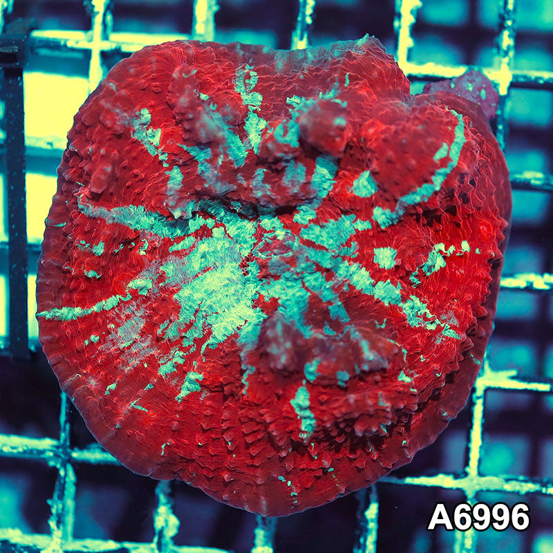 Item#A6996IN6996(S) WYSIWYG Indo Ultra Chalice Colony
