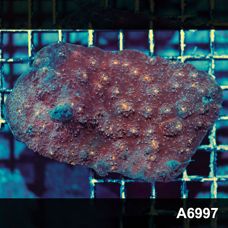 Item#A6997IN6997(S) WYSIWYG Indo Ultra Chalice Colony