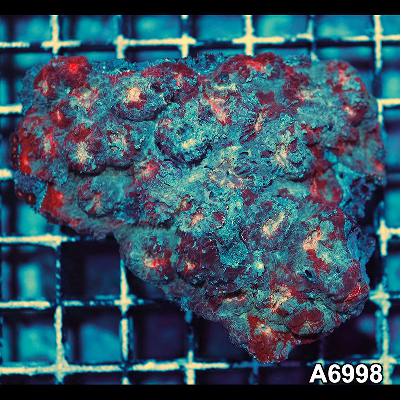 Item#A6998IN6998(S) WYSIWYG Indo Ultra Chalice Colony