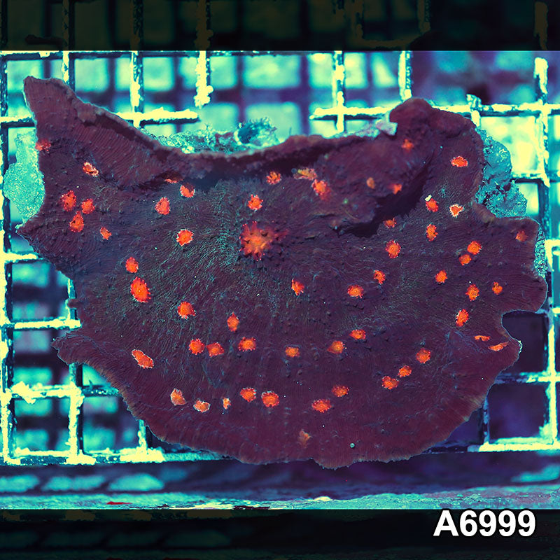 Item#A6999IN6999(S) WYSIWYG Indo Ultra Chalice Colony