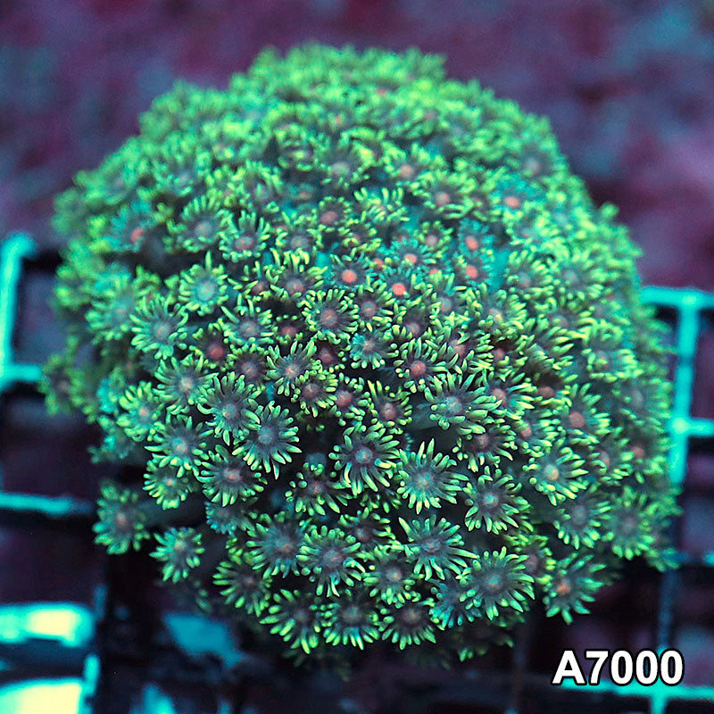 Item#A7000IN7000(S) WYSIWYG Indo Ultra Red Center Goniopora Colony