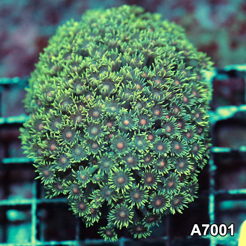 Item#A7001IN7001(S) WYSIWYG Indo Ultra Red Center Goniopora Colony