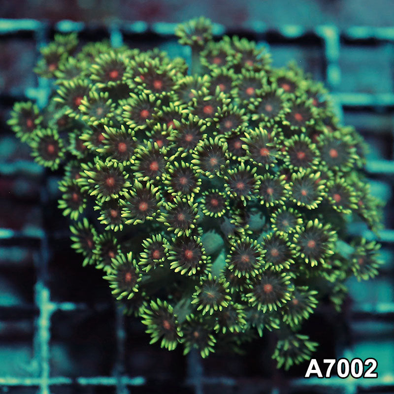 Item#A7002IN7002(S) WYSIWYG Indo Ultra Red Center Goniopora Colony