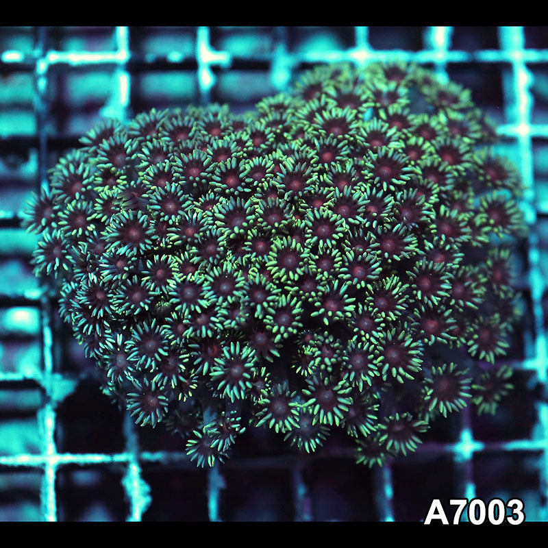 Item#A7003IN7003(S) WYSIWYG Indo Ultra Red Center Goniopora Colony