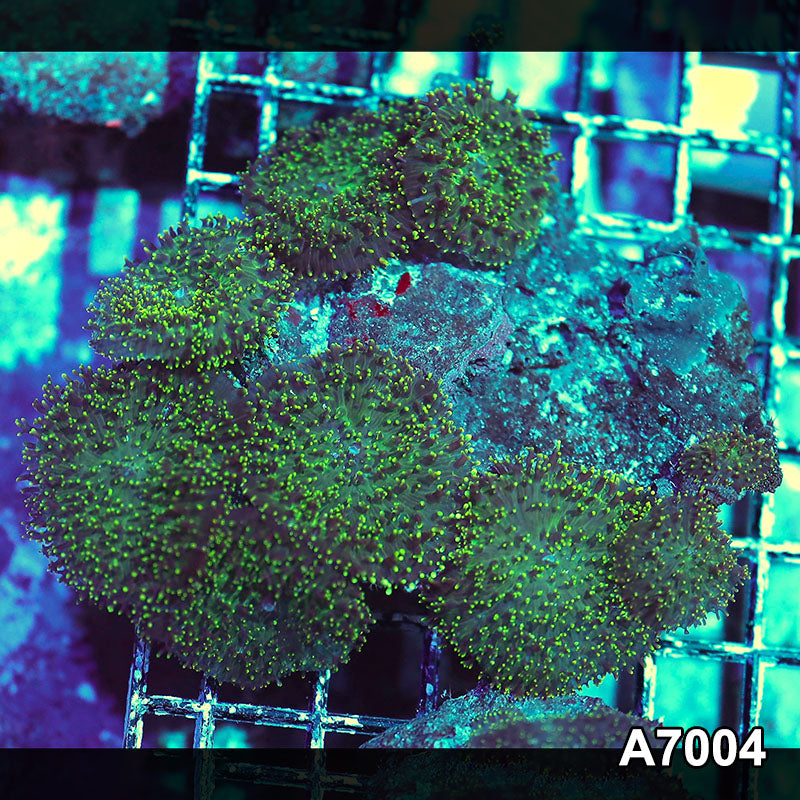 Item#A7004IN7004(S) WYSIWYG Indo Ultra Hairy Mushroom Colony