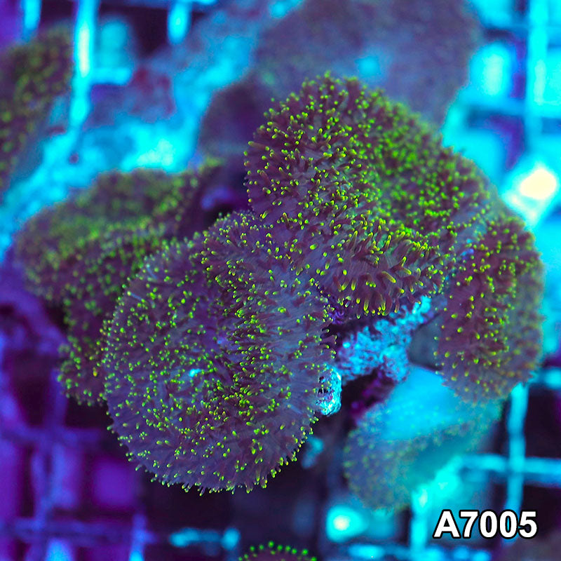 Item#A7005IN7005(S) WYSIWYG Indo Ultra Hairy Mushroom Colony