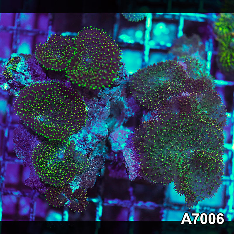 Item#A7006IN7006(S) WYSIWYG Indo Ultra Hairy Mushroom Colony