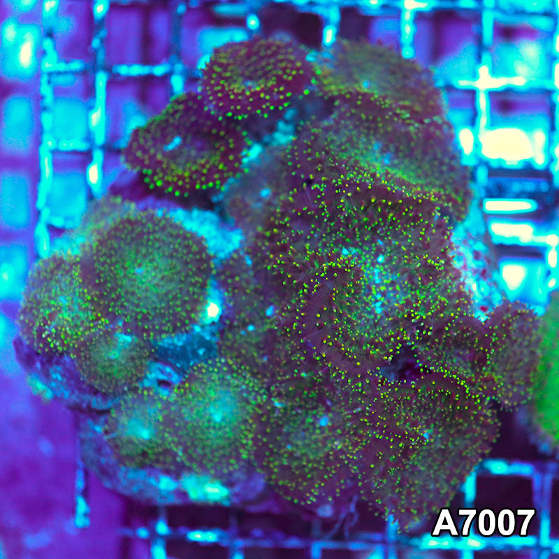 Item#A7007IN7007(S) WYSIWYG Indo Ultra Hairy Mushroom Colony