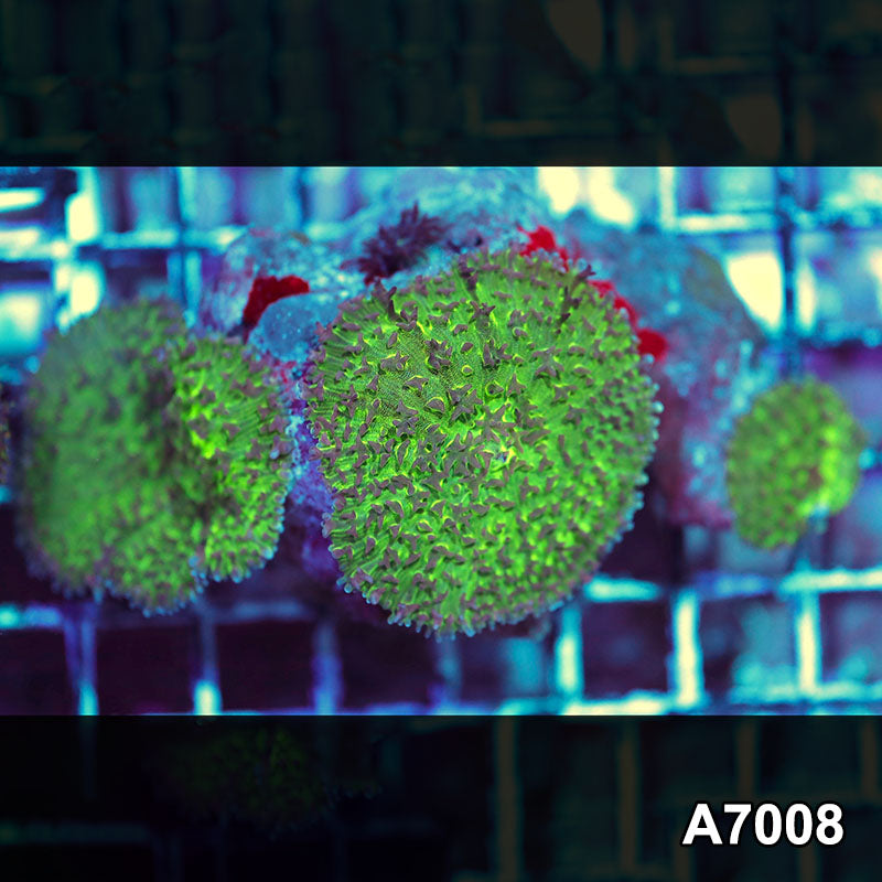 Item#A7008IN7008(S) WYSIWYG Indo Ultra Lampung Mushroom Colony