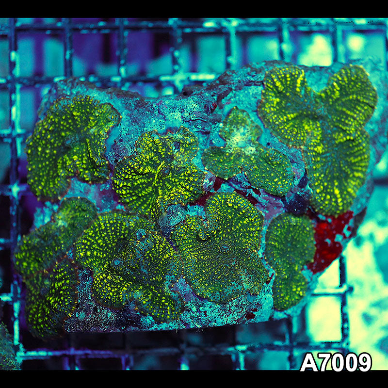 Item#A7009IN7009(S) WYSIWYG Indo Ultra Rhodactis Mushroom Colony