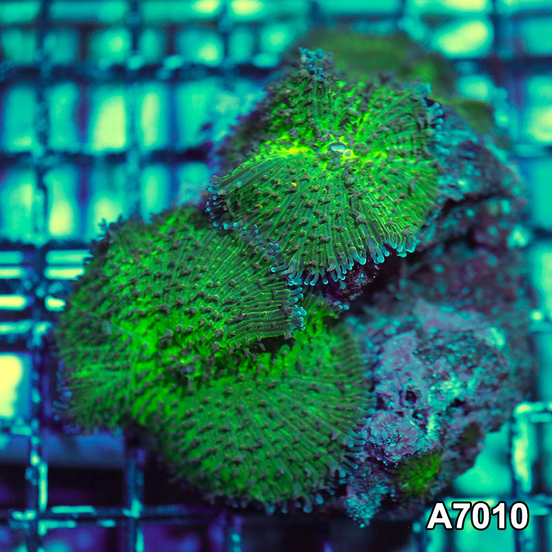 Item#A7010IN7010(S) WYSIWYG Indo Ultra Lampung Mushroom Colony