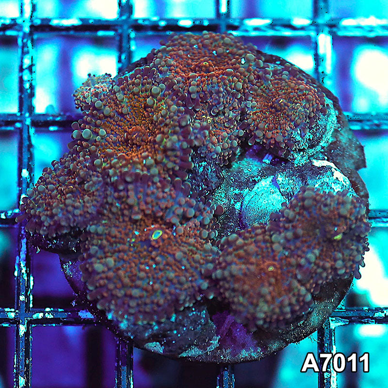 Item#A7011IN7011(S) WYSIWYG Indo Ultra Ricordea Yuma Mushroom Colony