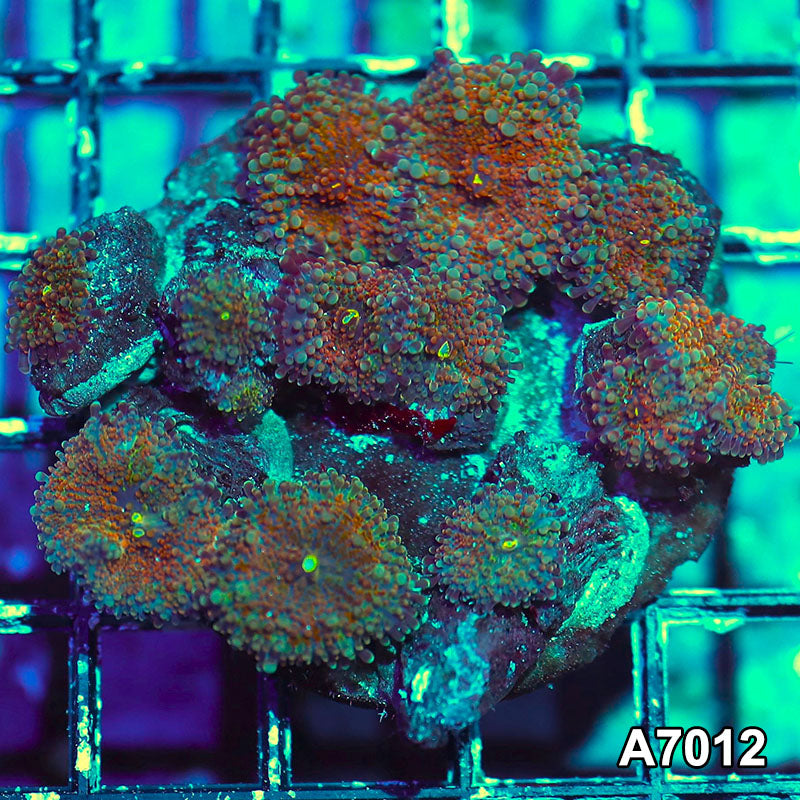 Item#A7012IN7012(S) WYSIWYG Indo Ultra Ricordea Yuma Mushroom Colony