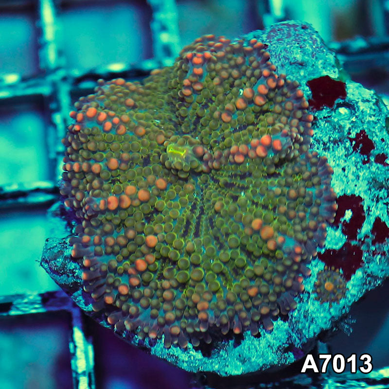 Item#A7013IN7013(S) WYSIWYG Indo Ultra Unique Large Polyp Ricordea Yuma Mushroom