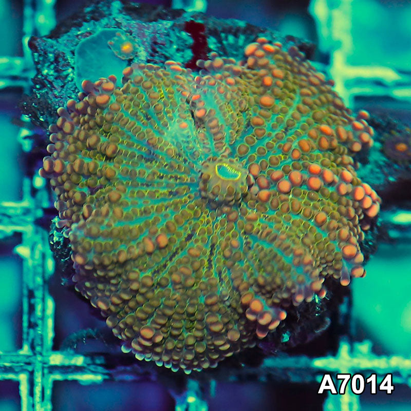 Item#A7014IN7014(S) WYSIWYG Indo Ultra Unique Large Polyp Ricordea Yuma Mushroom