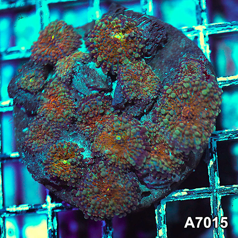 Item#A7015IN7015(S) WYSIWYG Indo Ultra Ricordea Yuma Mushroom Colony