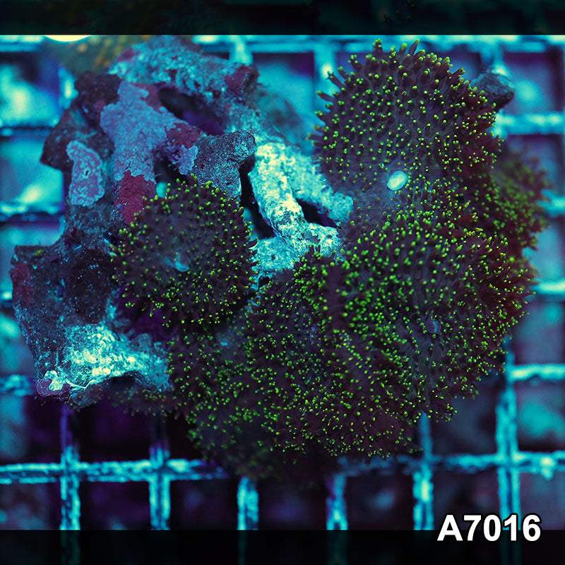 Item#A7016IN7016(S) WYSIWYG Indo Ultra Hairy Mushroom Colony