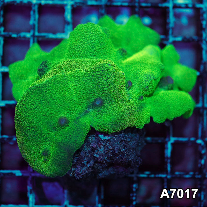 Item#A7017IN7017(M) WYSIWYG Indo Ultra Neon Elephant Ear Mushroom Colony