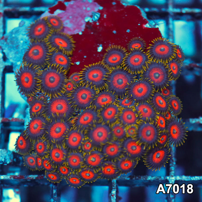 Item#A7018IN7018(S) WYSIWYG Indo Ultra Zoanthid Mini Colony