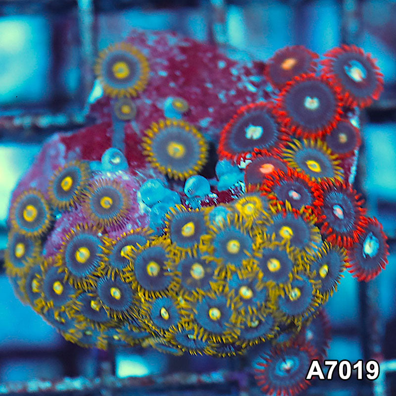 Item#A7019IN7019(S) WYSIWYG Indo Ultra Zoanthid Colony