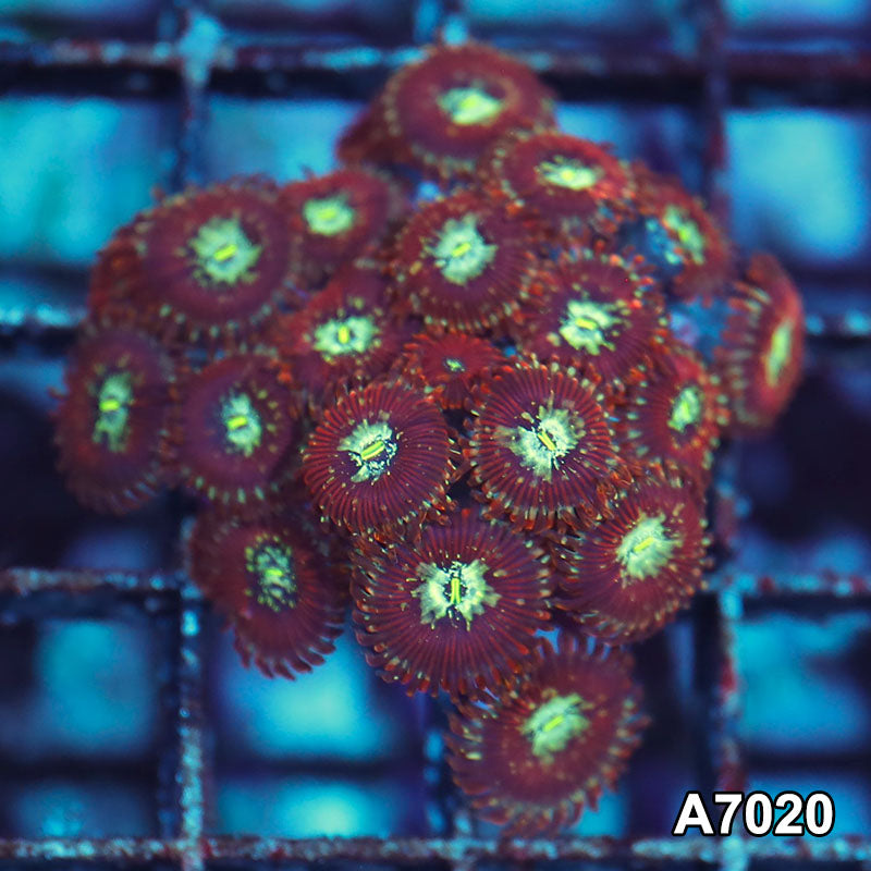 Item#A7020IN7020(S) WYSIWYG Indo Ultra Magician Zoanthid Mini Colony