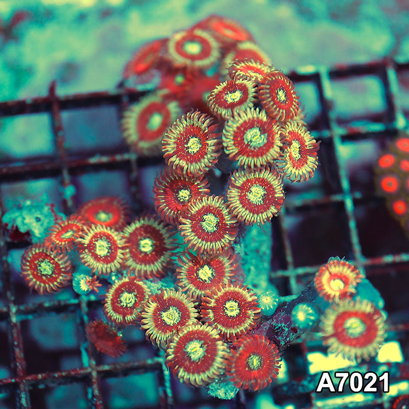 Item#A7021IN7021(S) WYSIWYG Indo Ultra Magician Zoanthid Colony