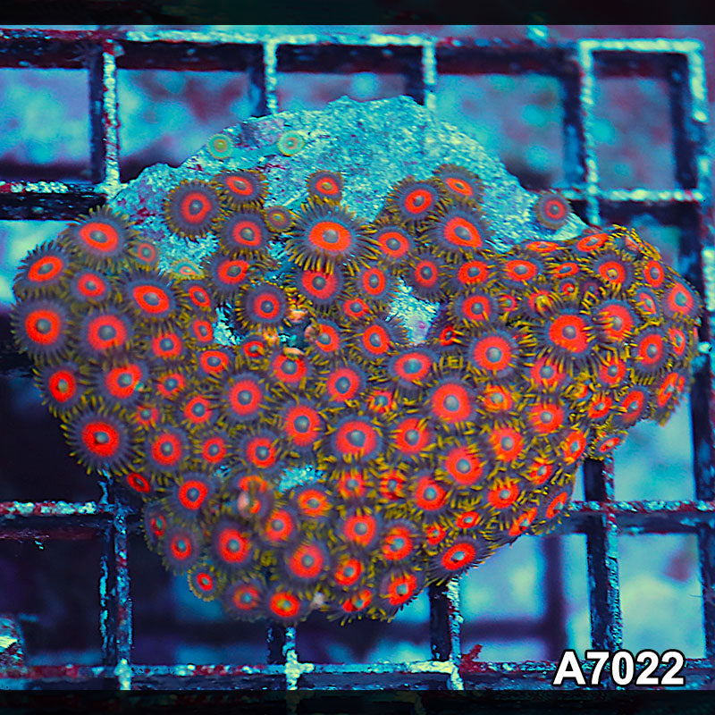 Item#A7022IN7022(S) WYSIWYG Indo Ultra Zoanthid Colony