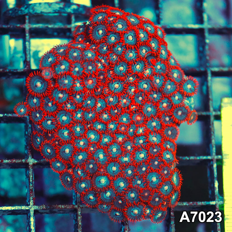 Item#A7023IN7023(S) WYSIWYG Indo Ultra Zoanthid Colony