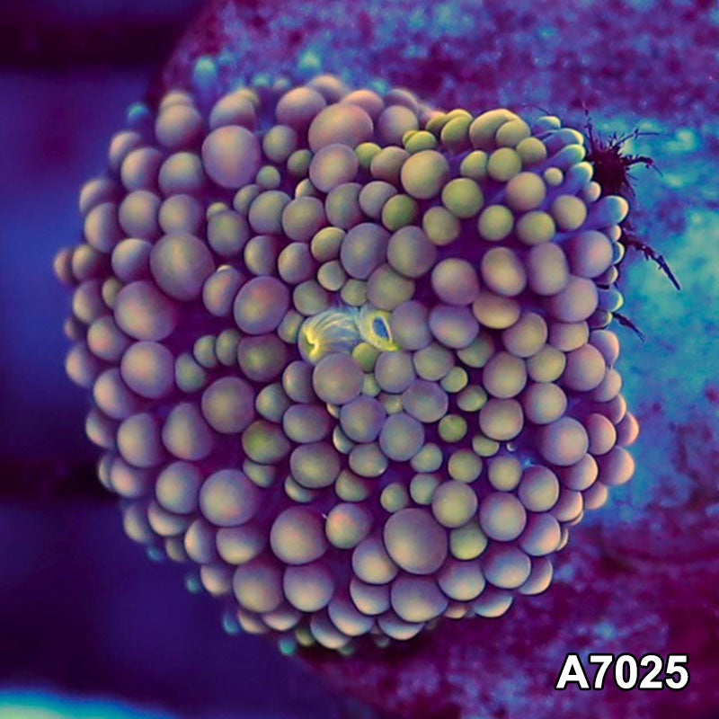 Item#A7025SP7025(S) WYSIWYG Florida Ultra Ricordea Mushroom
