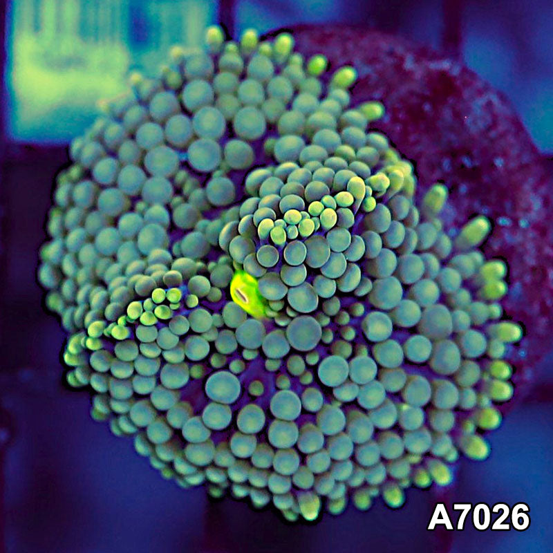 Item#A7026SP7026(S) WYSIWYG Florida Ultra Ricordea Mushroom