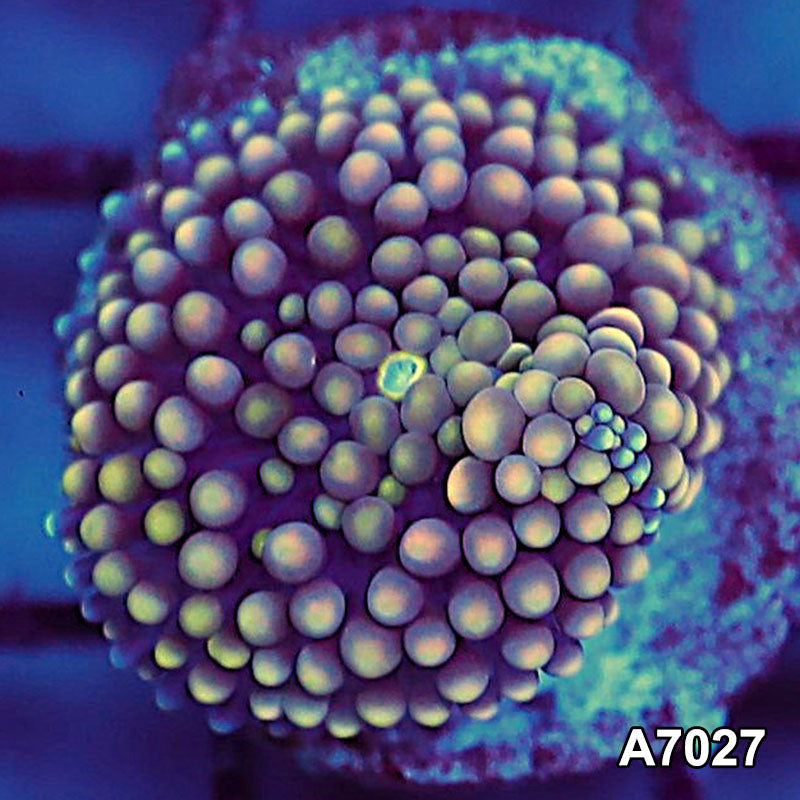 Item#A7027SP7027(S) WYSIWYG Florida Ultra Ricordea Mushroom
